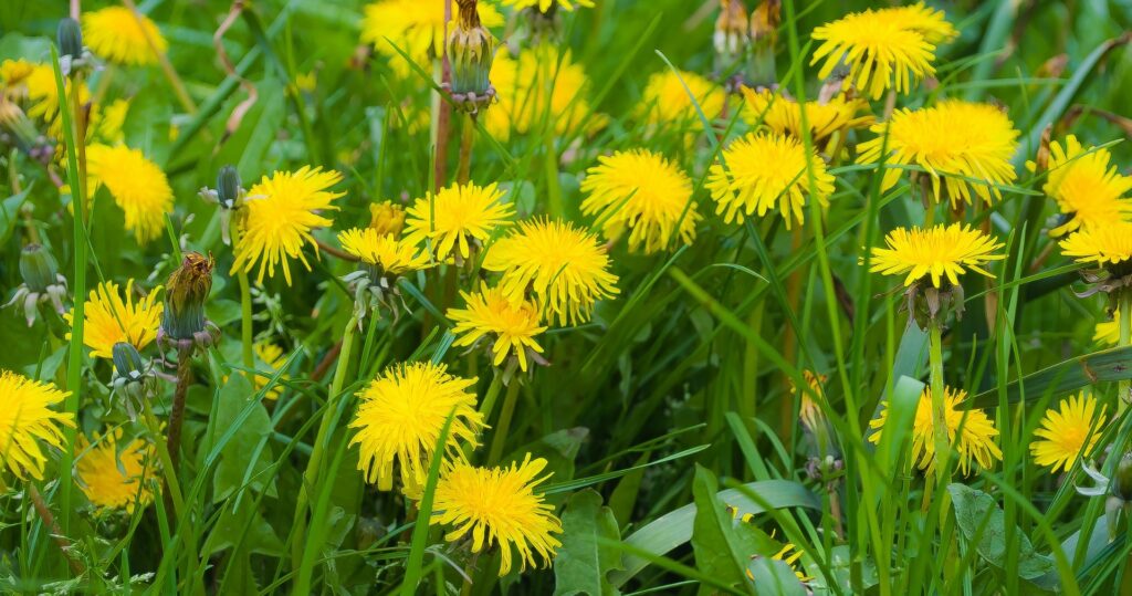 Boek Eetbare Wilde Planten met foto van flora en toepassingen in de keuken